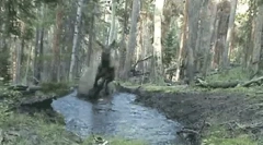 Elk: fapte uimitoare despre gigantul pufos